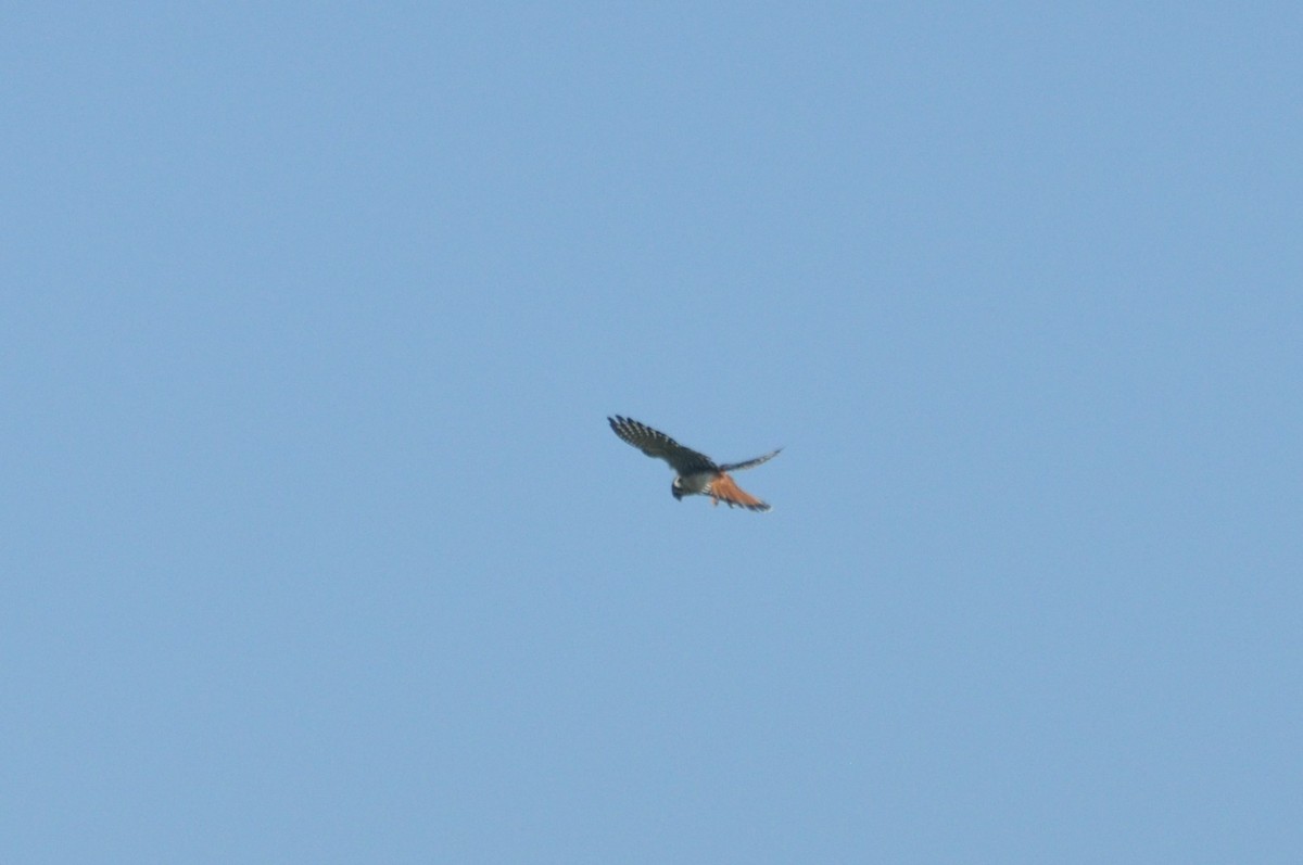 American Kestrel - ML616432792