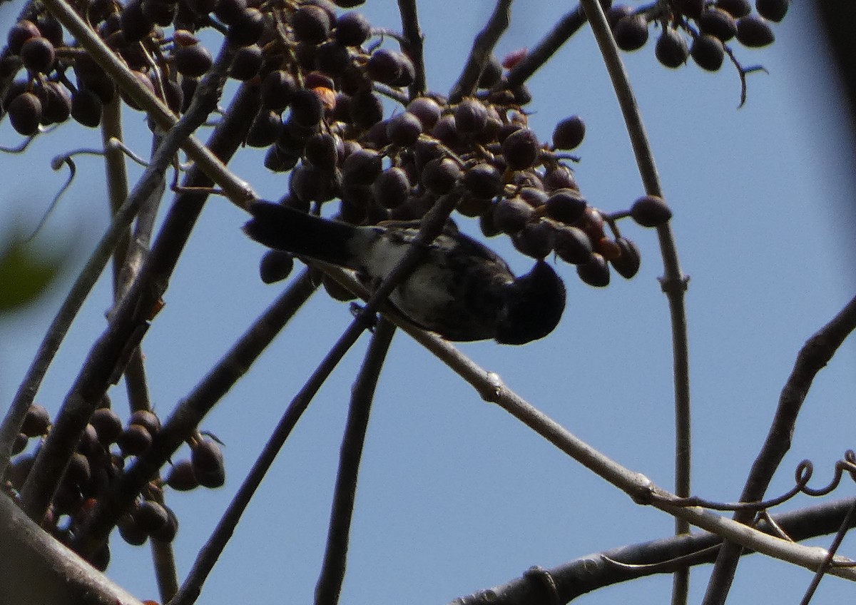 Yellow-bellied Seedeater - ML616432794