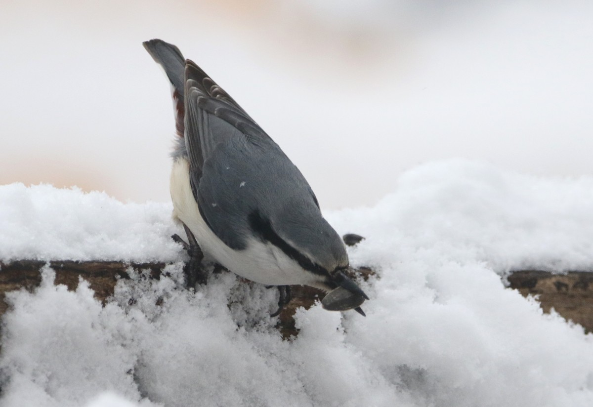 Eurasian Nuthatch (White-bellied) - Daniel Lebbin