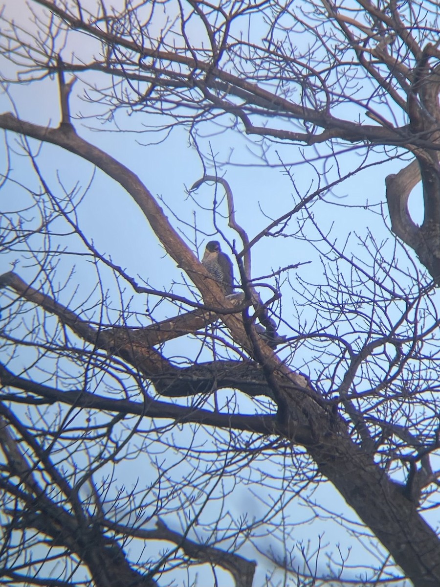 Peregrine Falcon - ML616432833