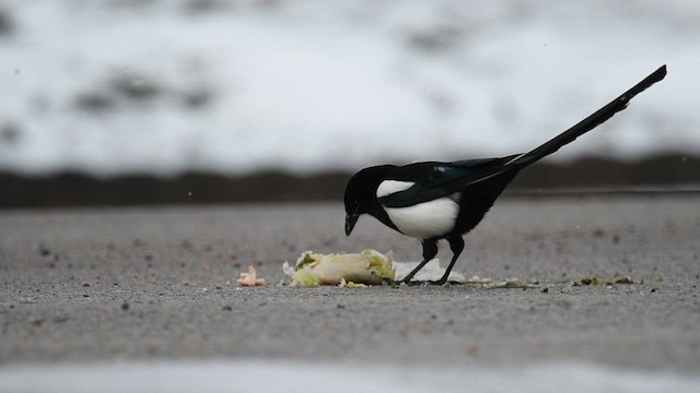 Black-billed Magpie - ML616432842