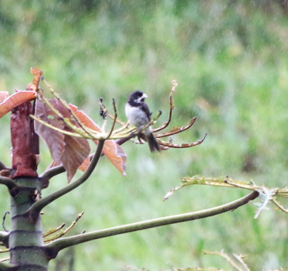 Double-collared Seedeater - ML616432849
