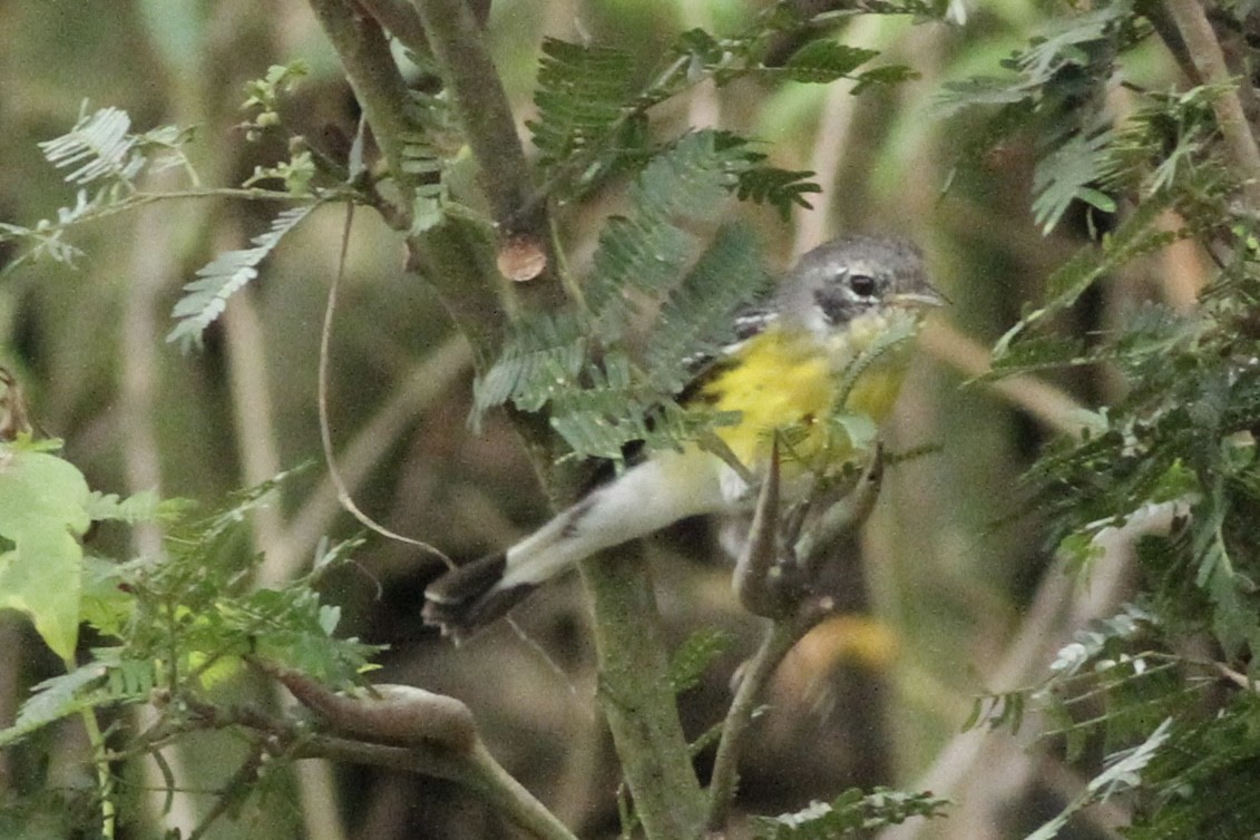 Magnolia Warbler - Andrew Theus