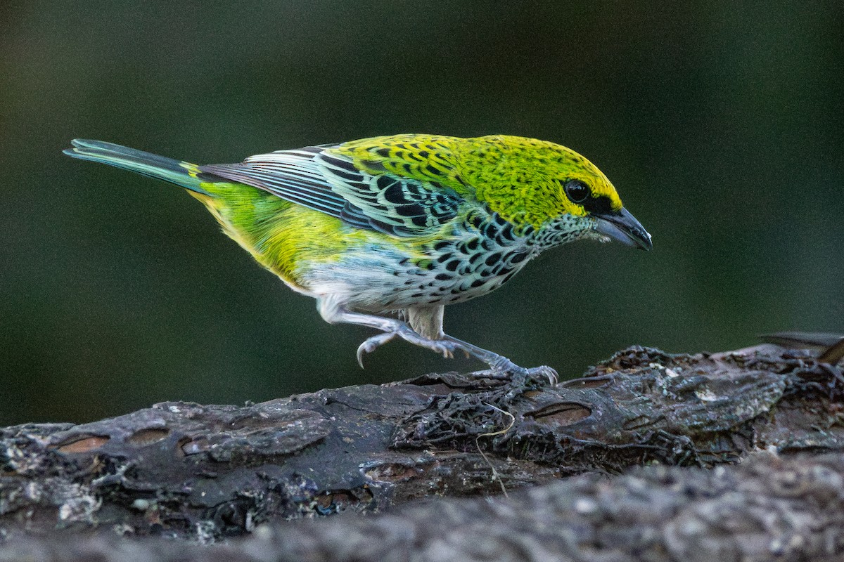 Speckled Tanager - ML616433143