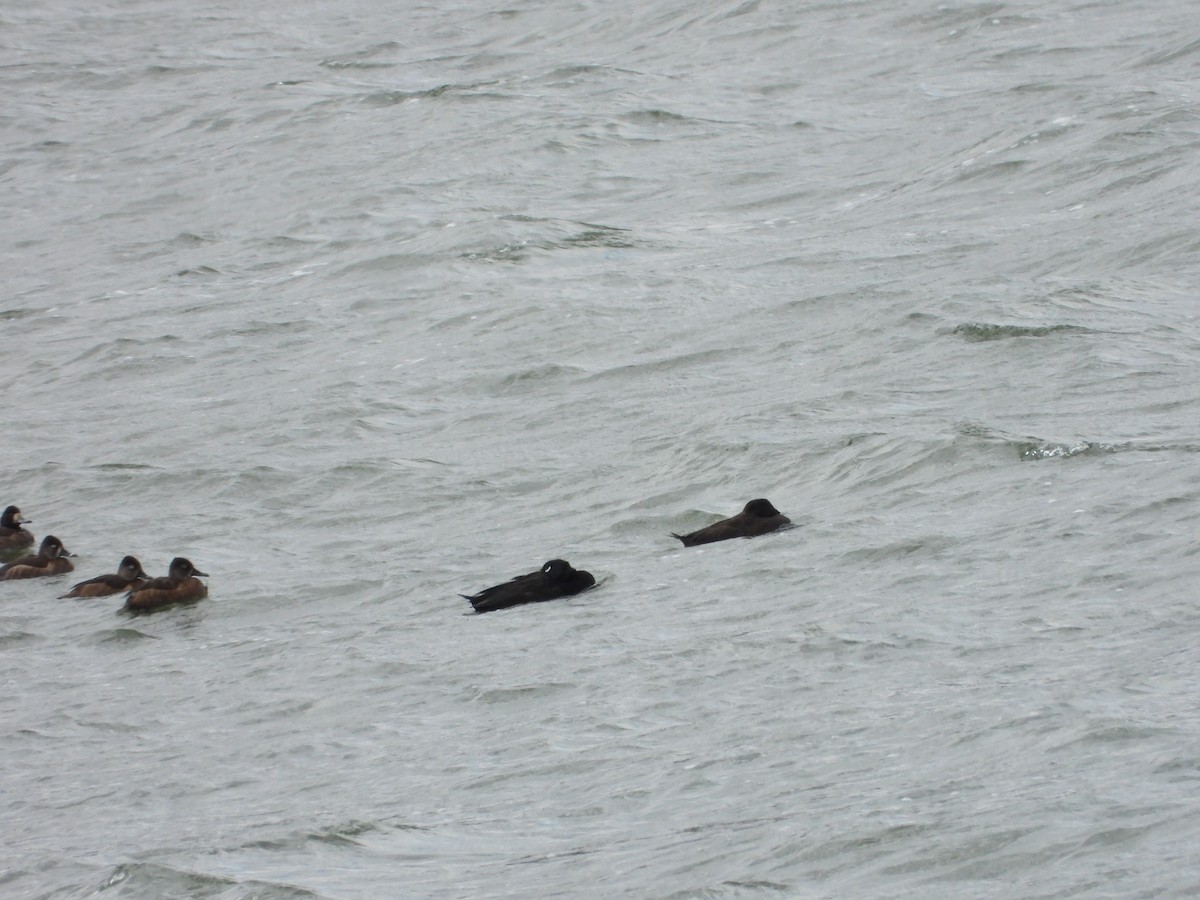 White-winged Scoter - ML616433158