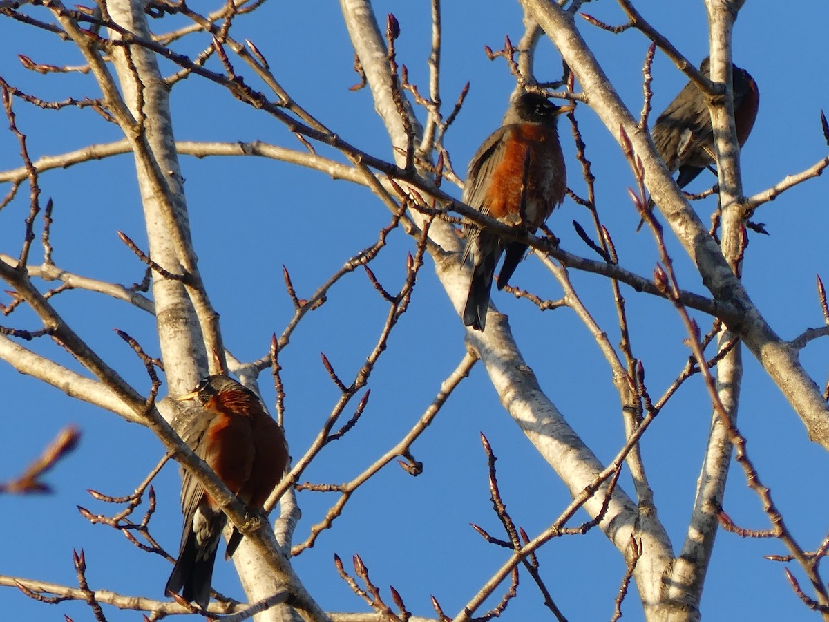 American Robin - Gus van Vliet