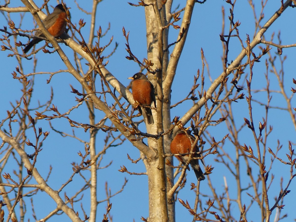 American Robin - Gus van Vliet