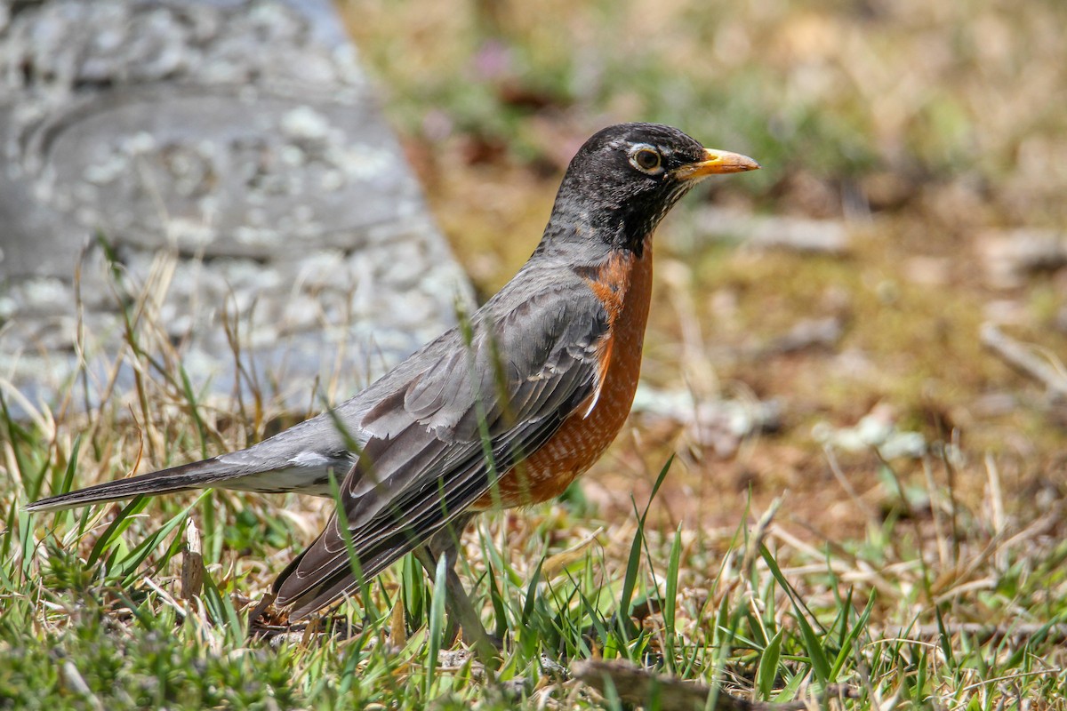 American Robin - ML616433196