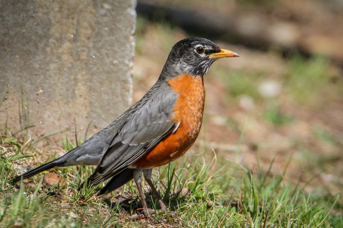 American Robin - ML616433201