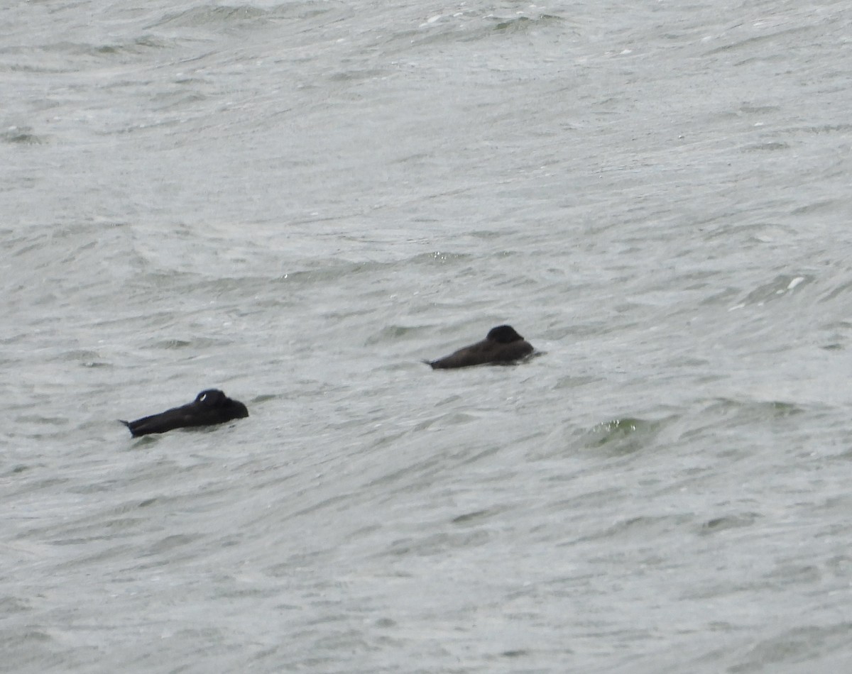 White-winged Scoter - ML616433209