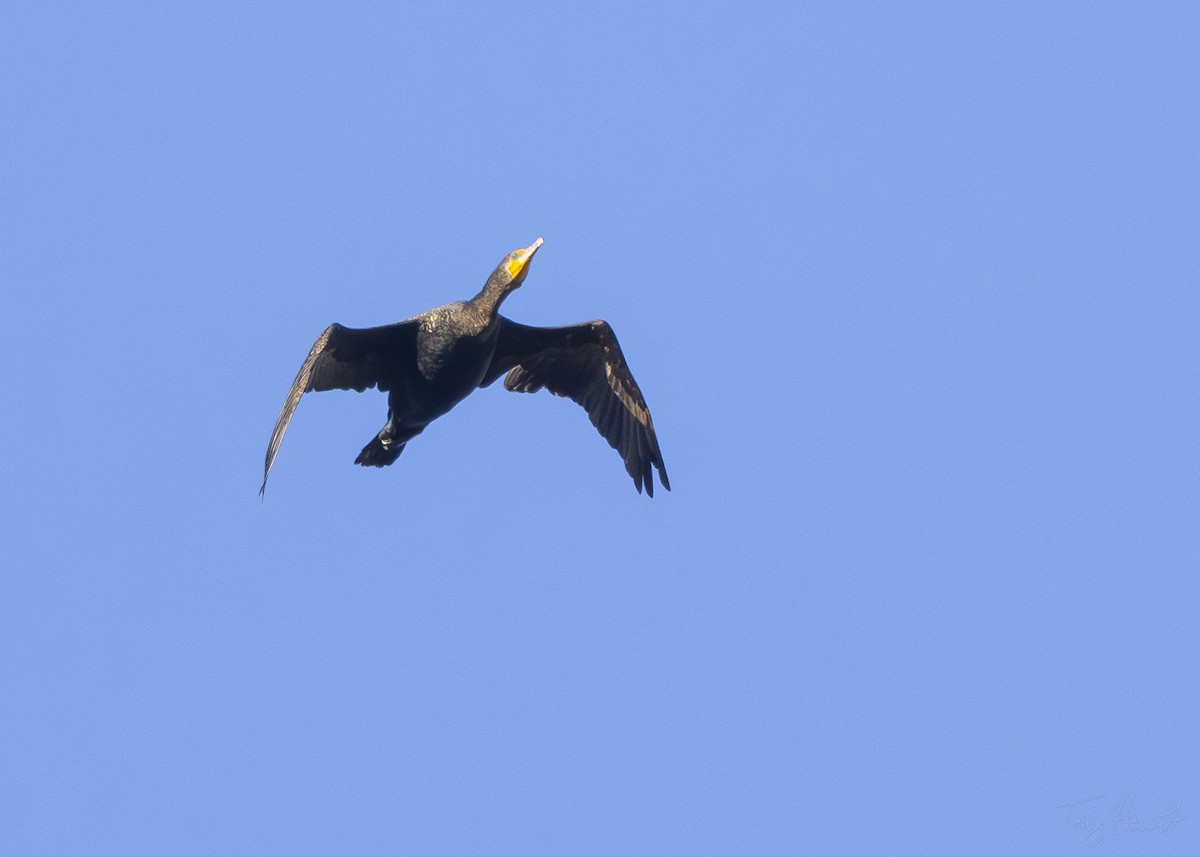 Double-crested Cormorant - ML616433230