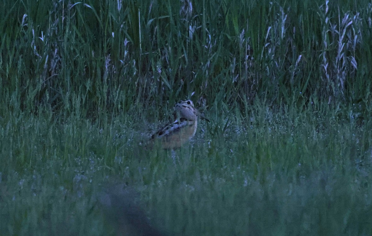 American Woodcock - ML616433299