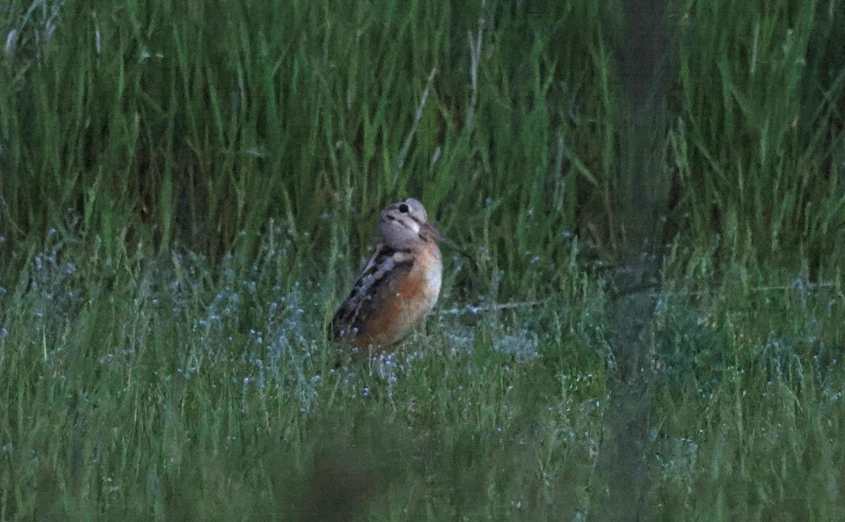 American Woodcock - ML616433304