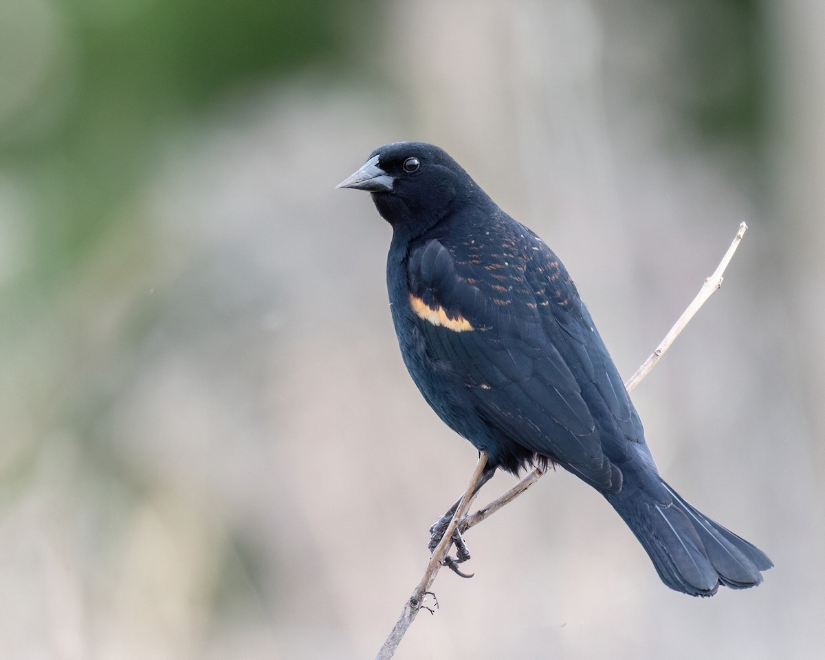 Red-winged Blackbird - Russell Brown