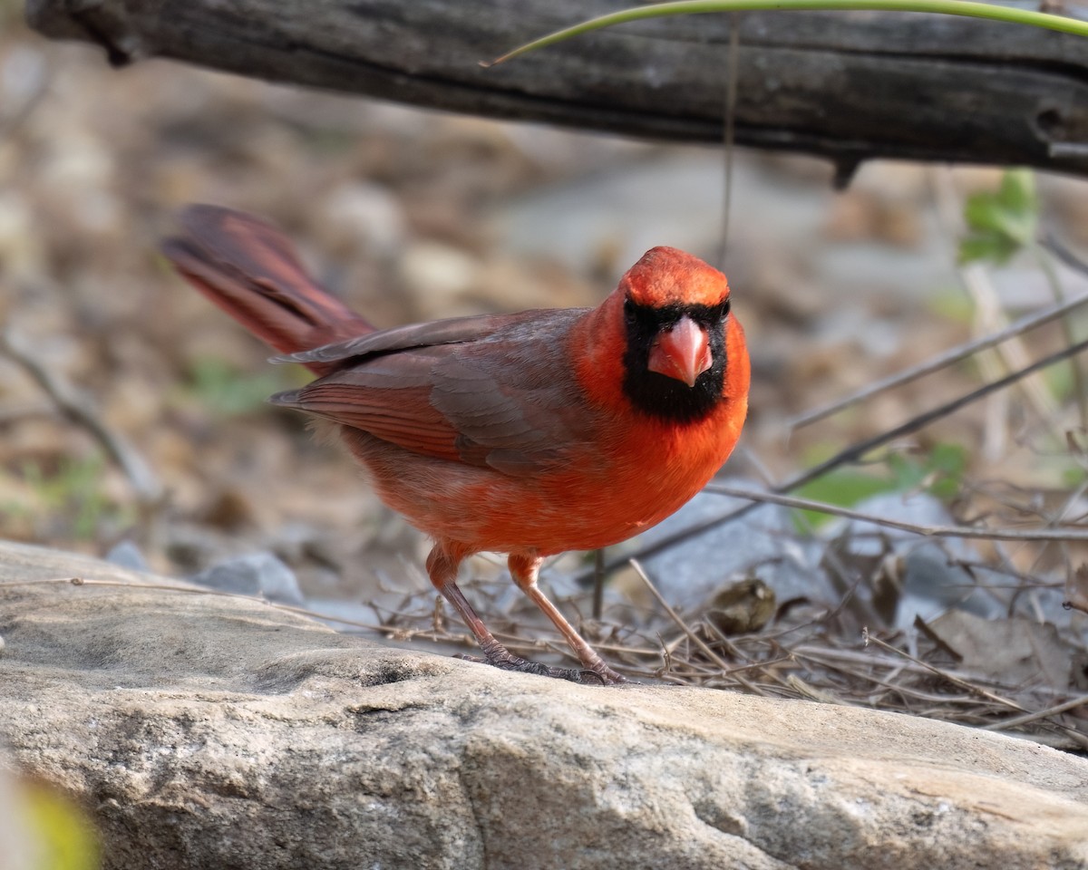 Northern Cardinal - Russell Brown