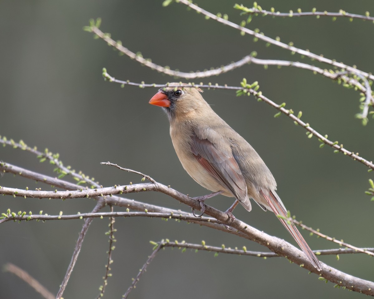 Northern Cardinal - Russell Brown