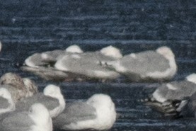 Iceland Gull (kumlieni) - ML616433428