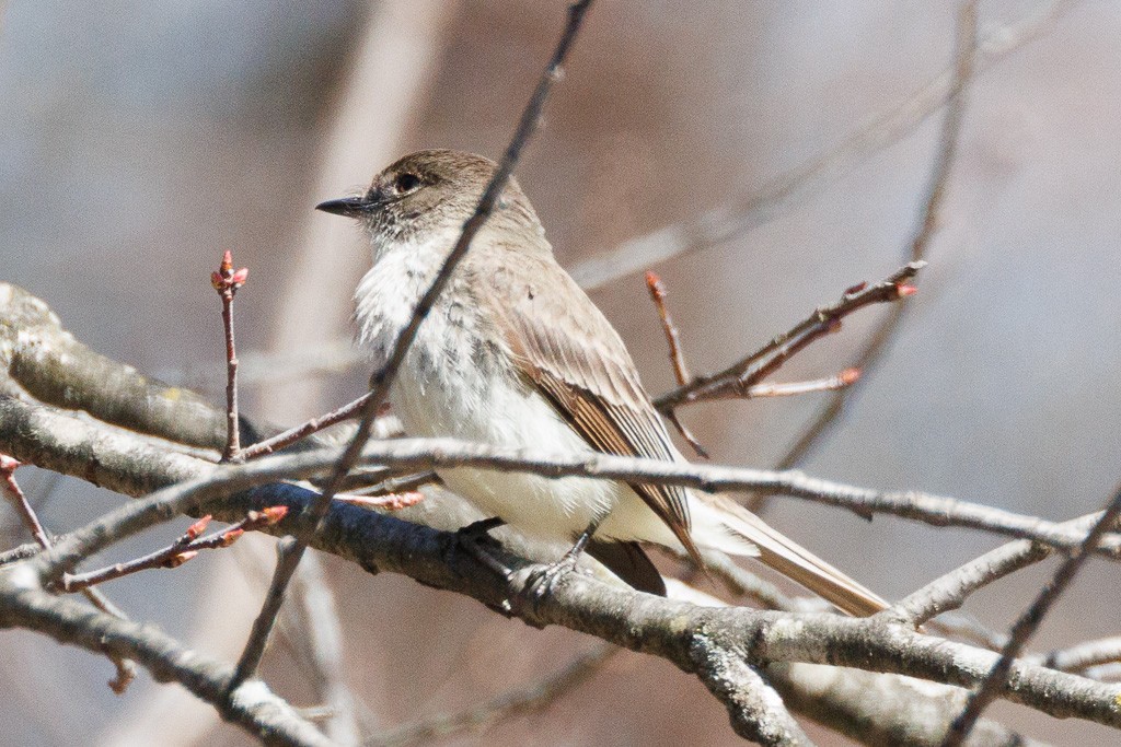 Eastern Phoebe - ML616433450