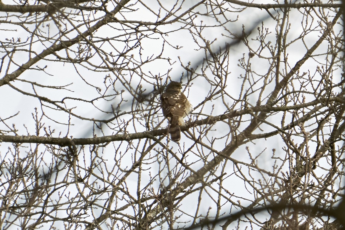 Accipitrine hawk sp. (former Accipiter sp.) - ML616433466