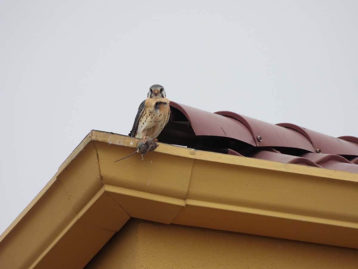 American Kestrel - ML616433608