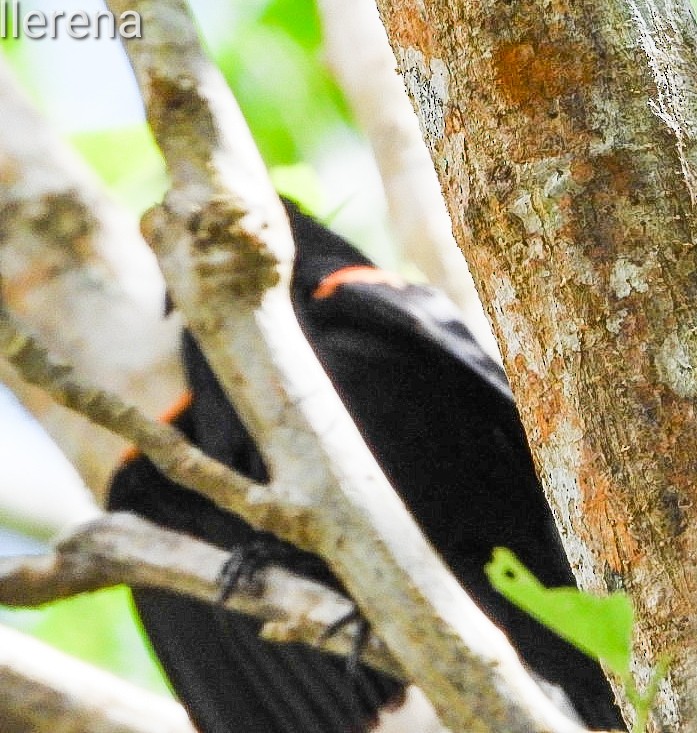 Tawny-shouldered Blackbird - Orlando Llerena