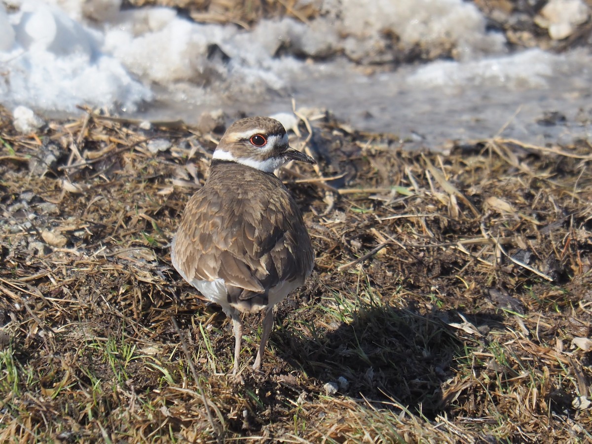 Killdeer - ML616433751