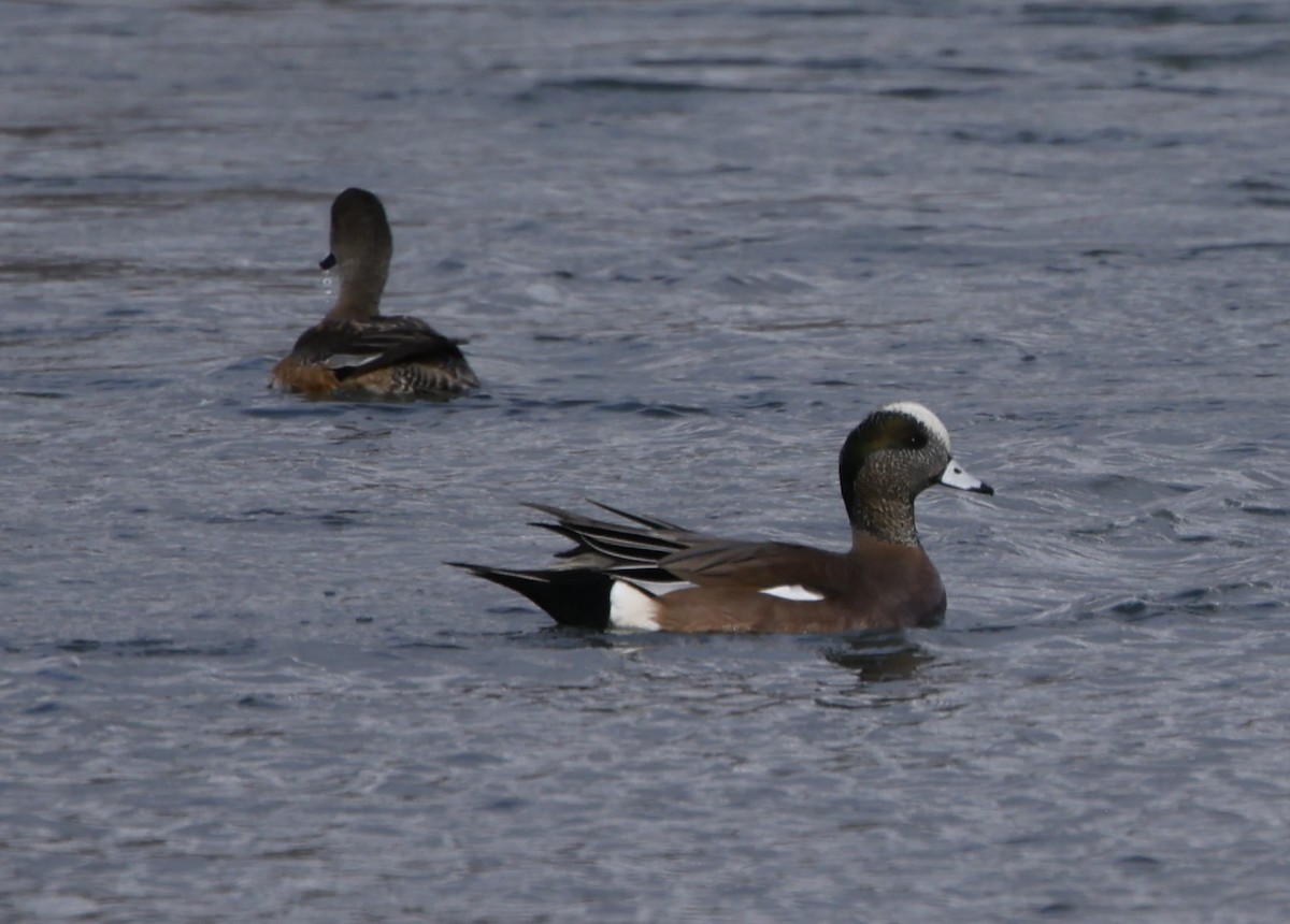 Canard d'Amérique - ML616433766