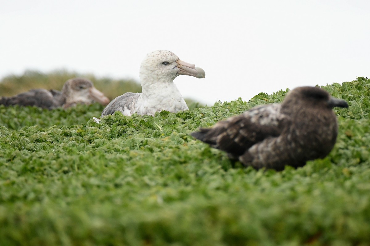 Riesensturmvogel - ML616433788