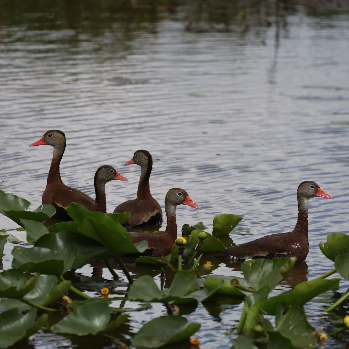 Dendrocygne à ventre noir - ML616433795