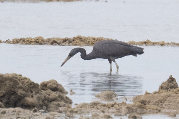 Pacific Reef-Heron - ML616433807