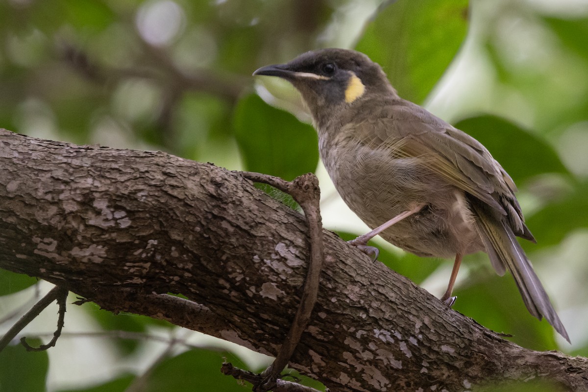 Lewin's Honeyeater - ML616433844