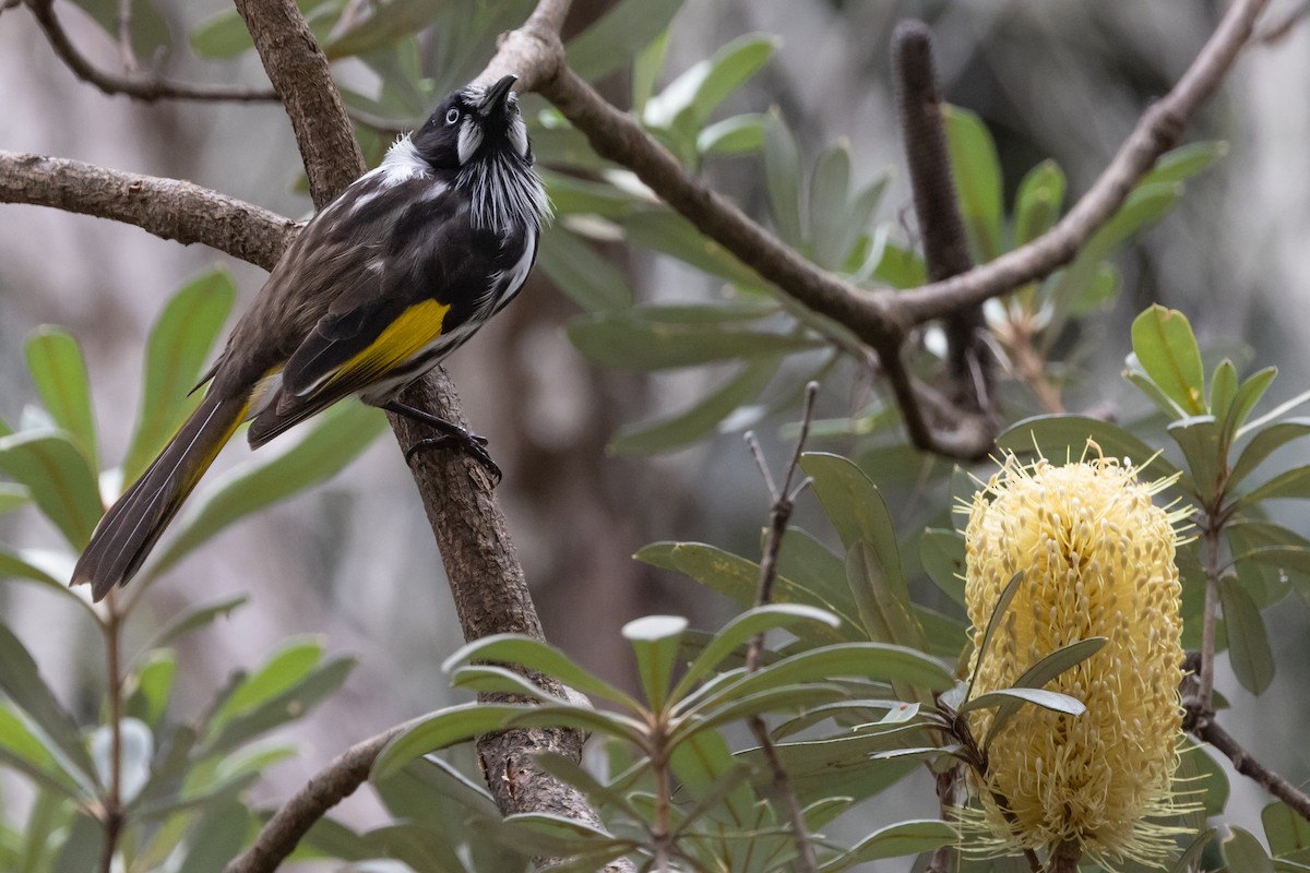 New Holland Honeyeater - ML616433869