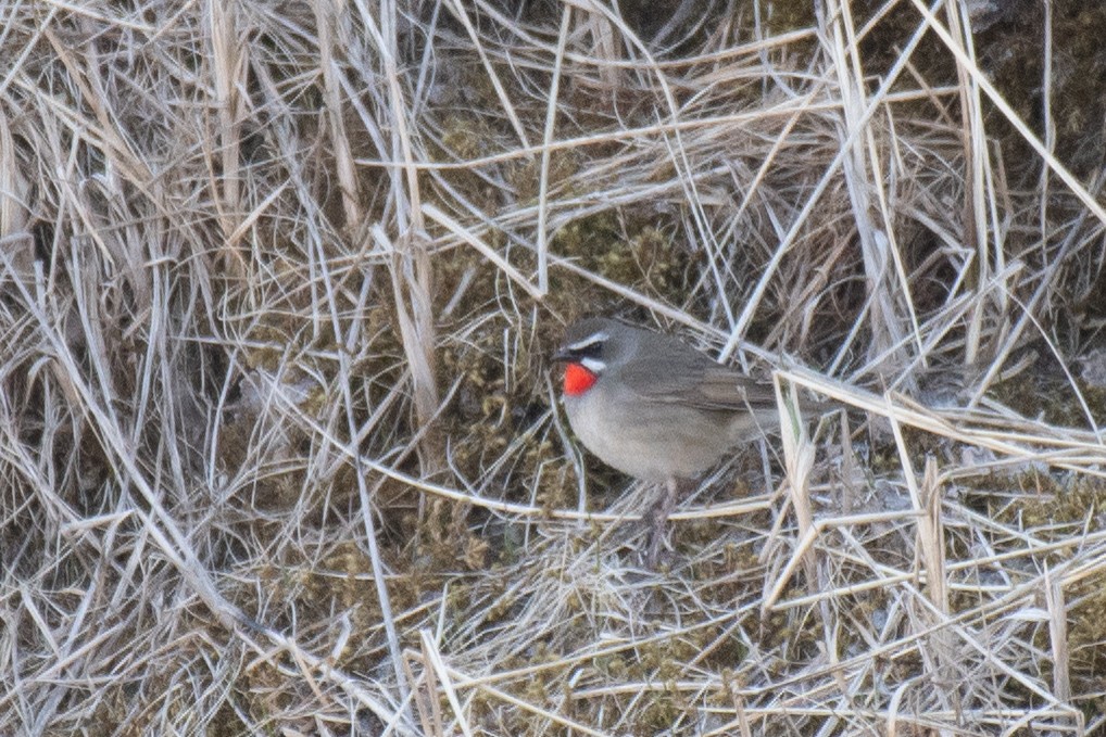 Siberian Rubythroat - ML616433916