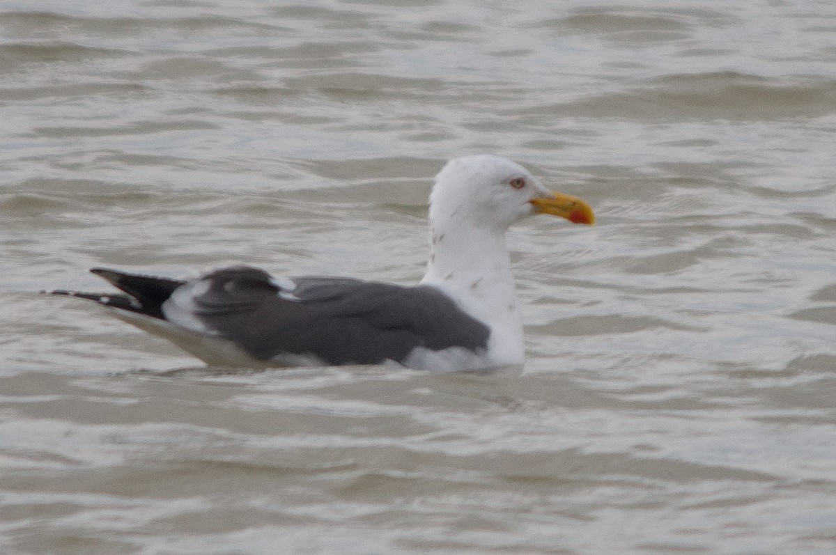 Lesser Black-backed Gull - ML616433996