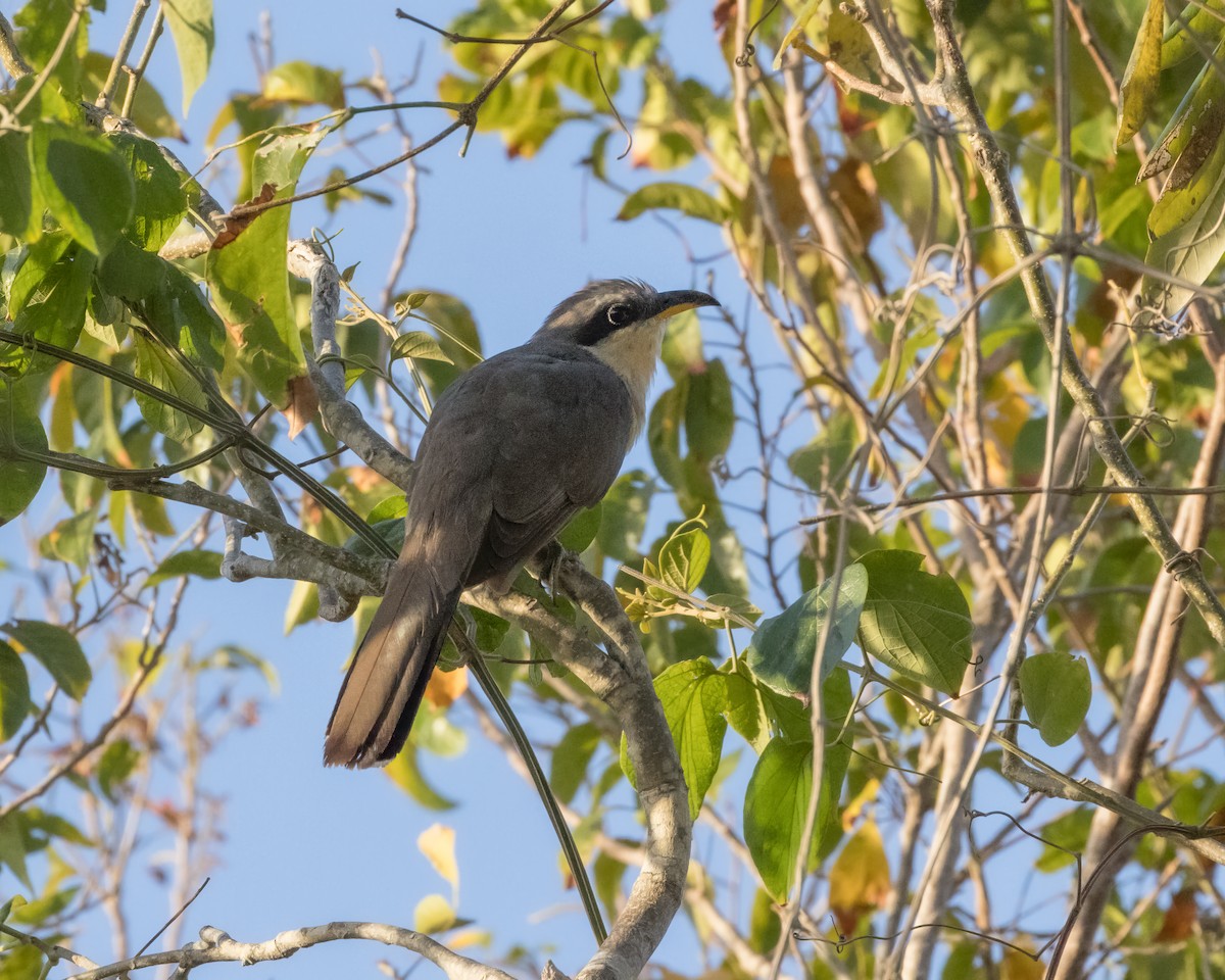 Mangrove Cuckoo - ML616434024