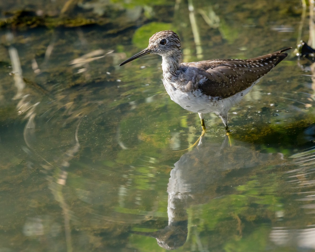 Solitary Sandpiper - ML616434137