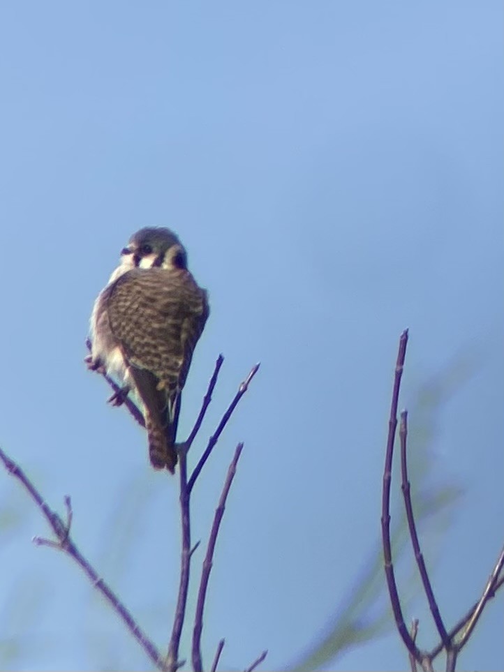 American Kestrel - Jen Armstrong