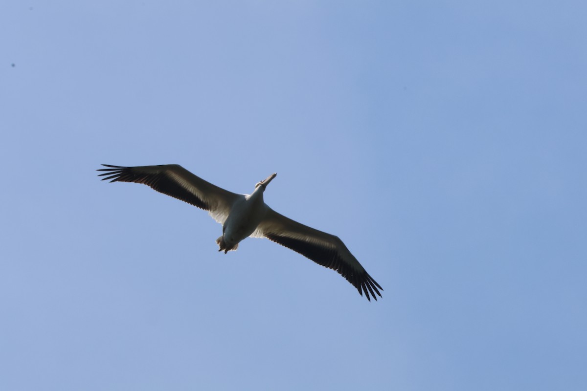 pelikán severoamerický - ML616434147