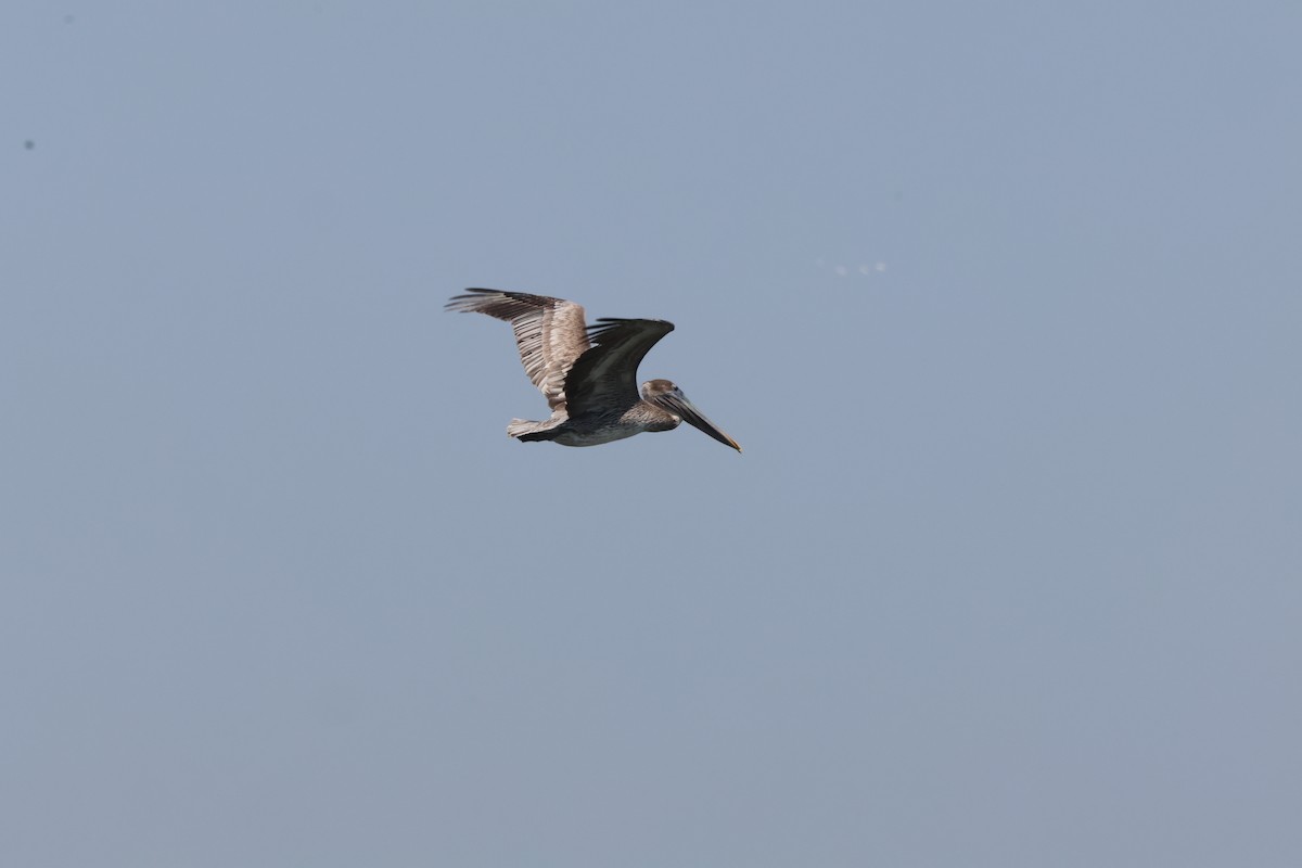 Brown Pelican - ML616434193