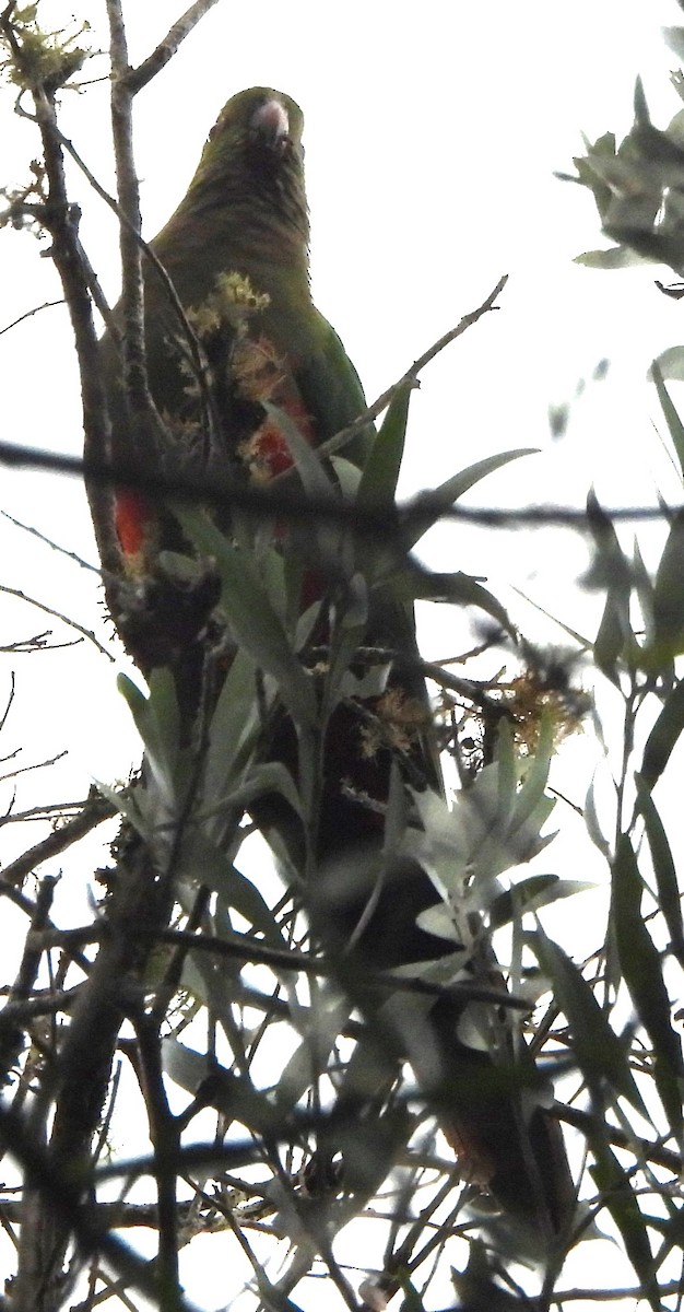 Australian King-Parrot - Suzanne Foley