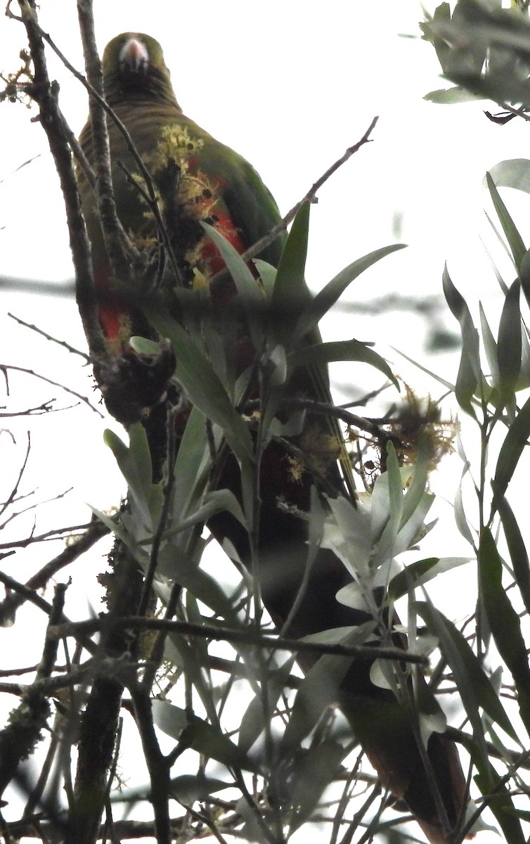 Australian King-Parrot - Suzanne Foley