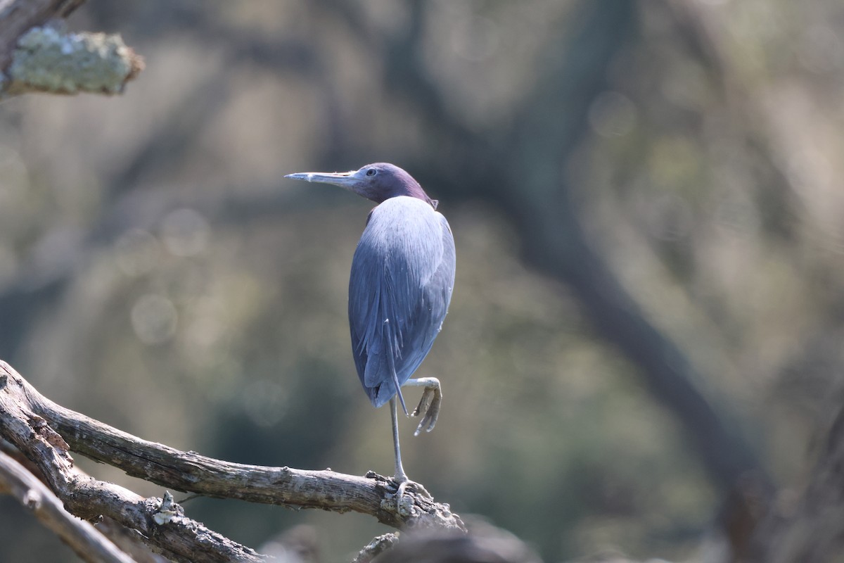 Little Blue Heron - Tracey Chan