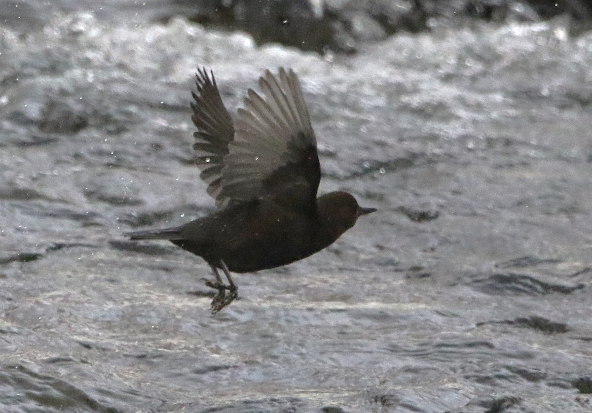 Brown Dipper - ML616434250