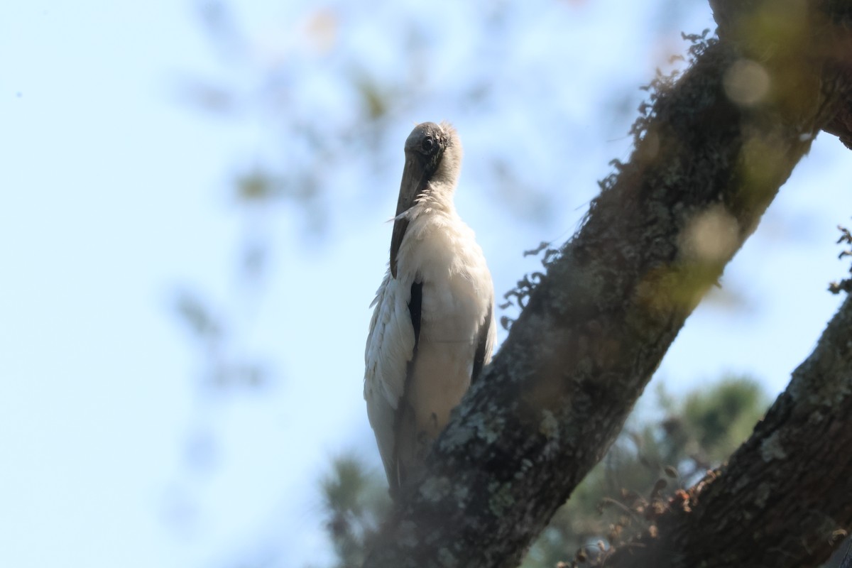 Wood Stork - Tracey Chan