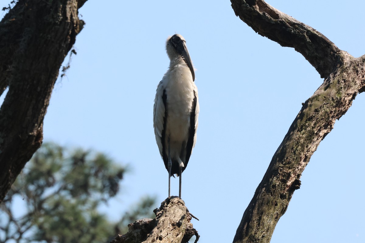Wood Stork - Tracey Chan