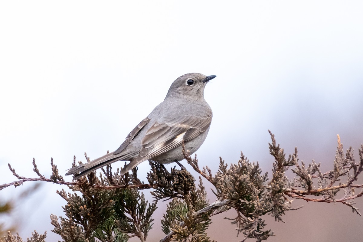 Townsend's Solitaire - Scott Dresser