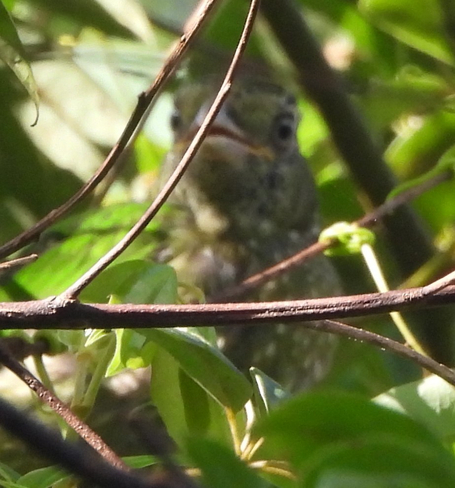 Green Catbird - Suzanne Foley