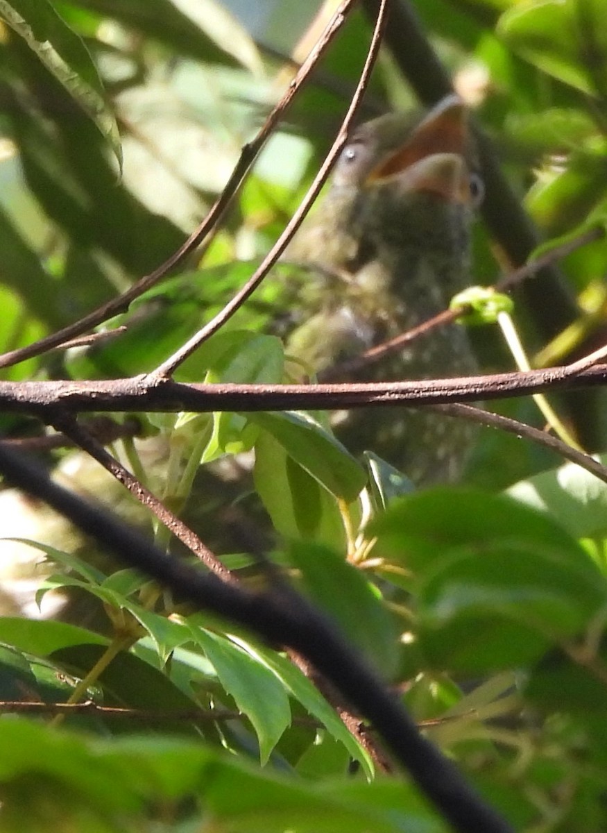 Green Catbird - Suzanne Foley