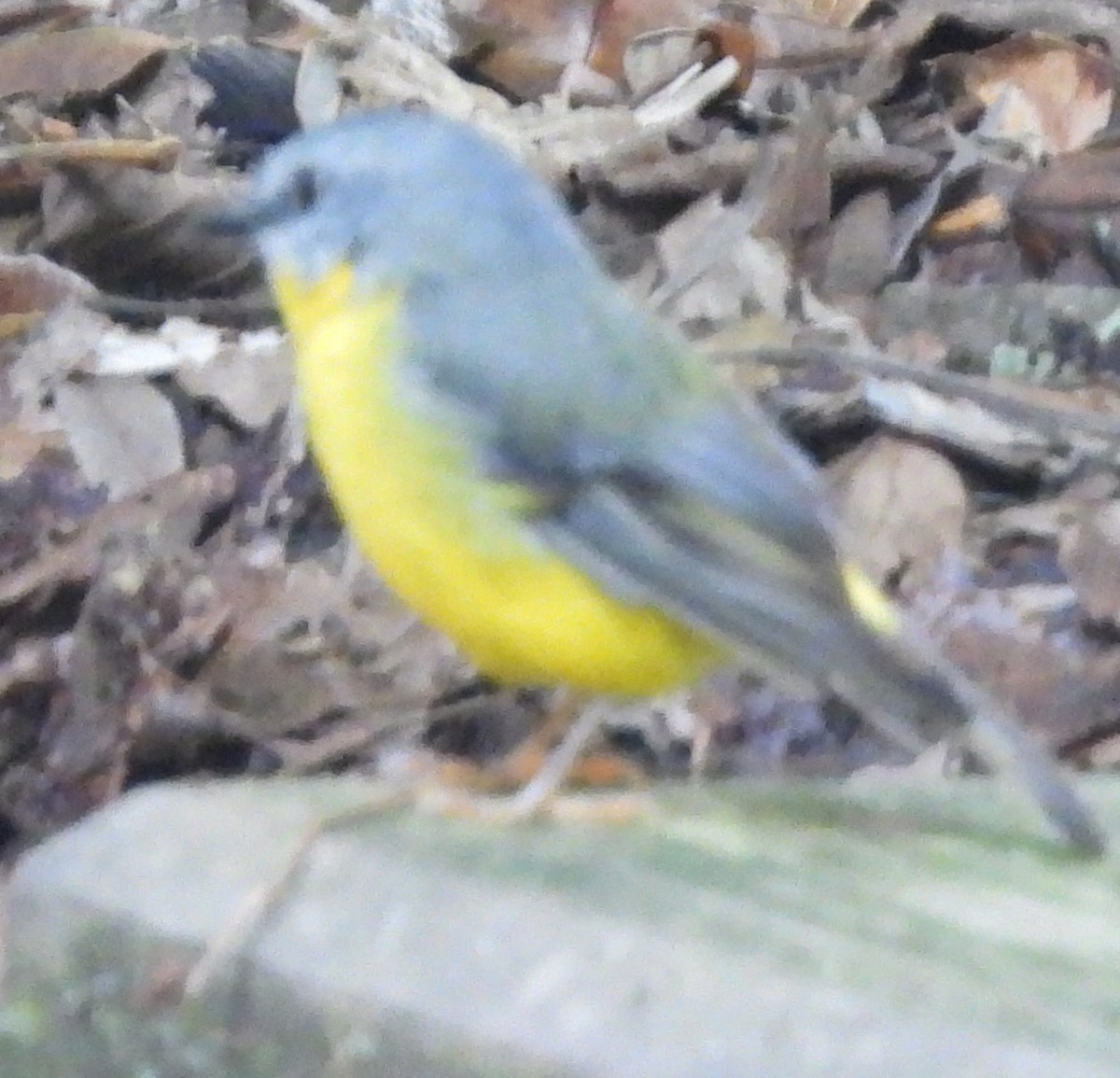 Eastern Yellow Robin - Suzanne Foley