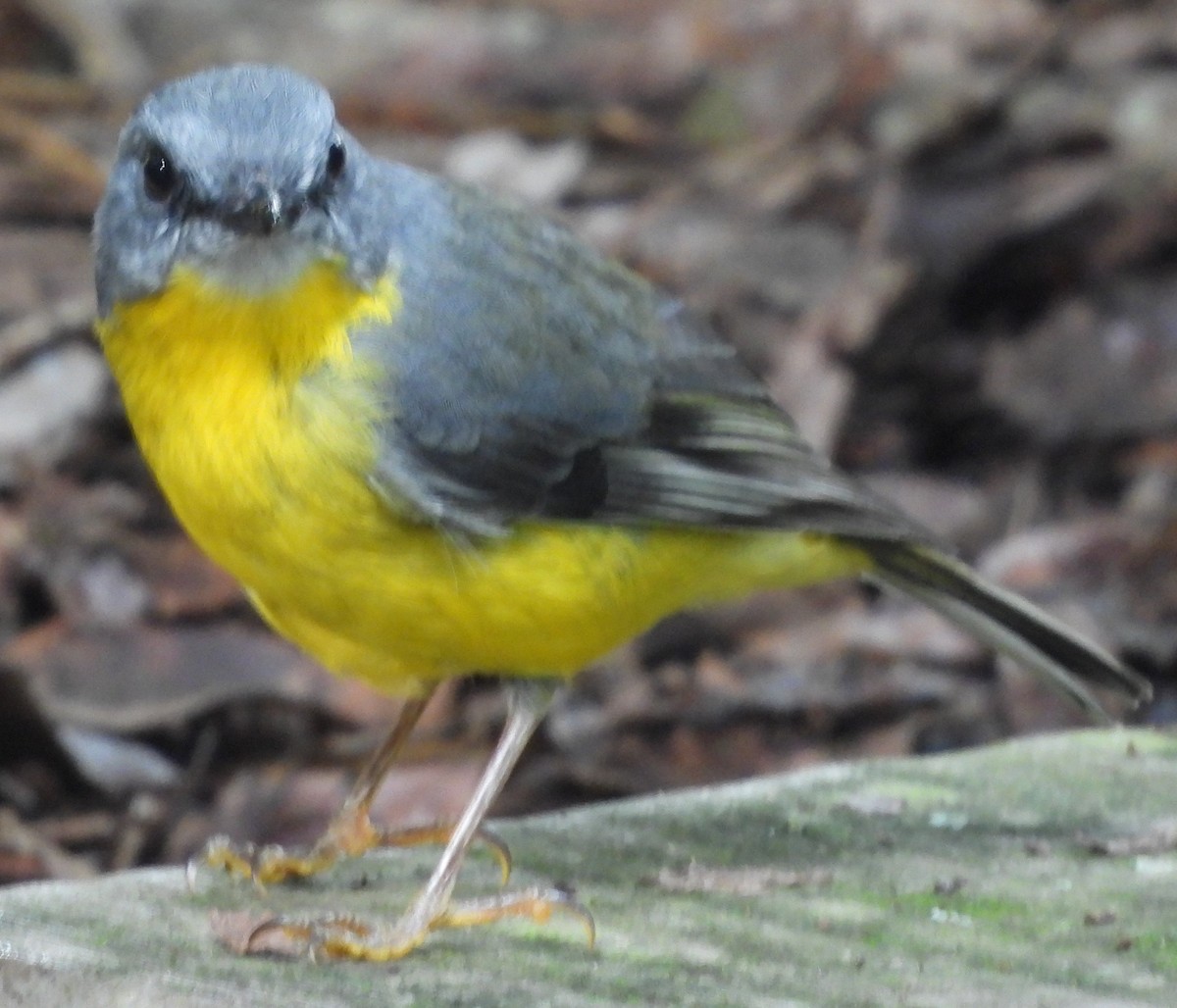 Eastern Yellow Robin - Suzanne Foley